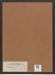 Navicula sp. p (de-Toni-Nr.: Genus 1) Zeichnungen Sammlung Grunow Mappe 00729 (Herbarium_W_Grunow_drawings_Folder_00729)